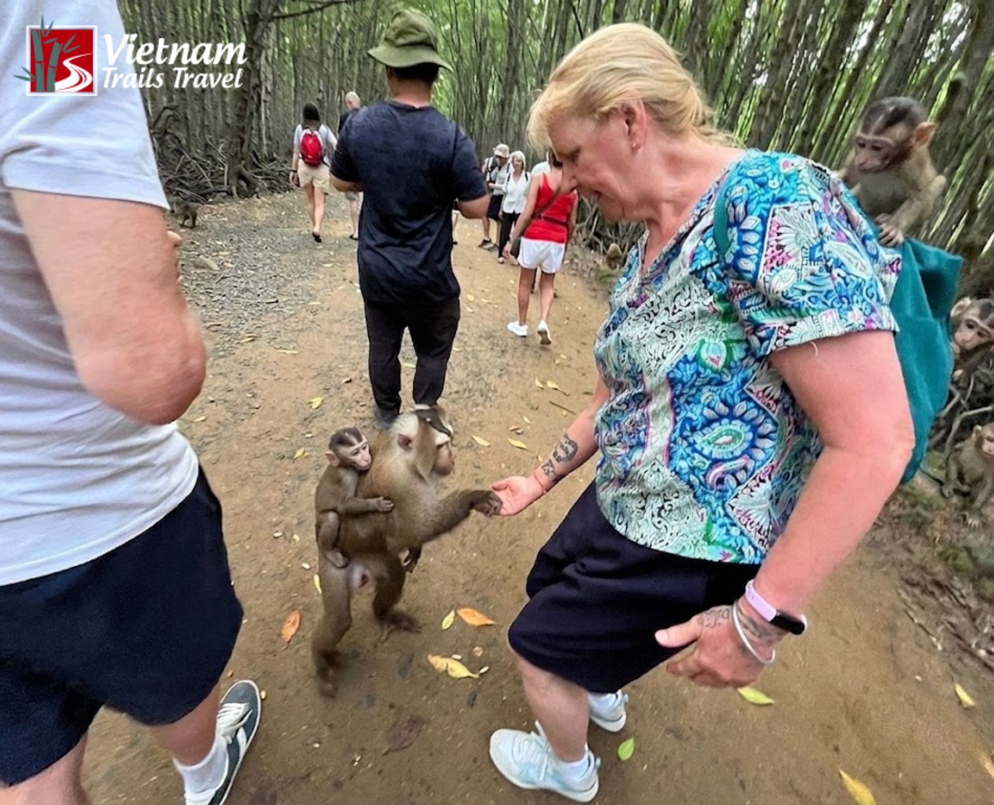 A female traveler feeding a mother monkey with a baby on its back in Can Gio forest
