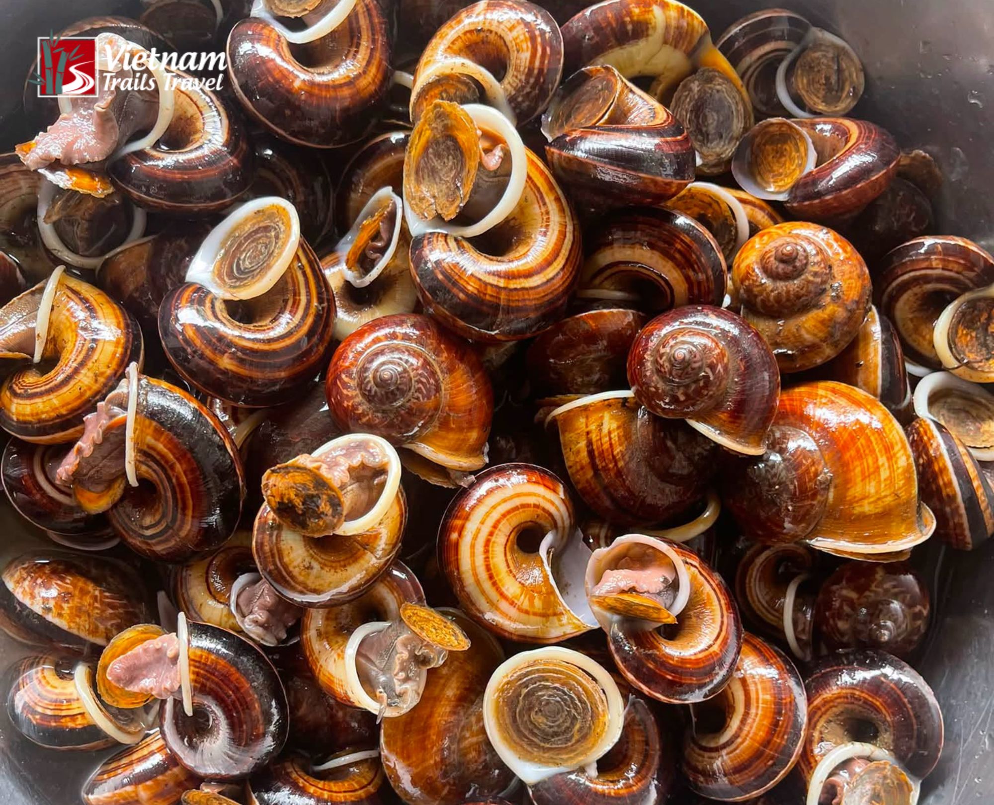Traditional steamed mountain snails Ninh Binh Vietnam