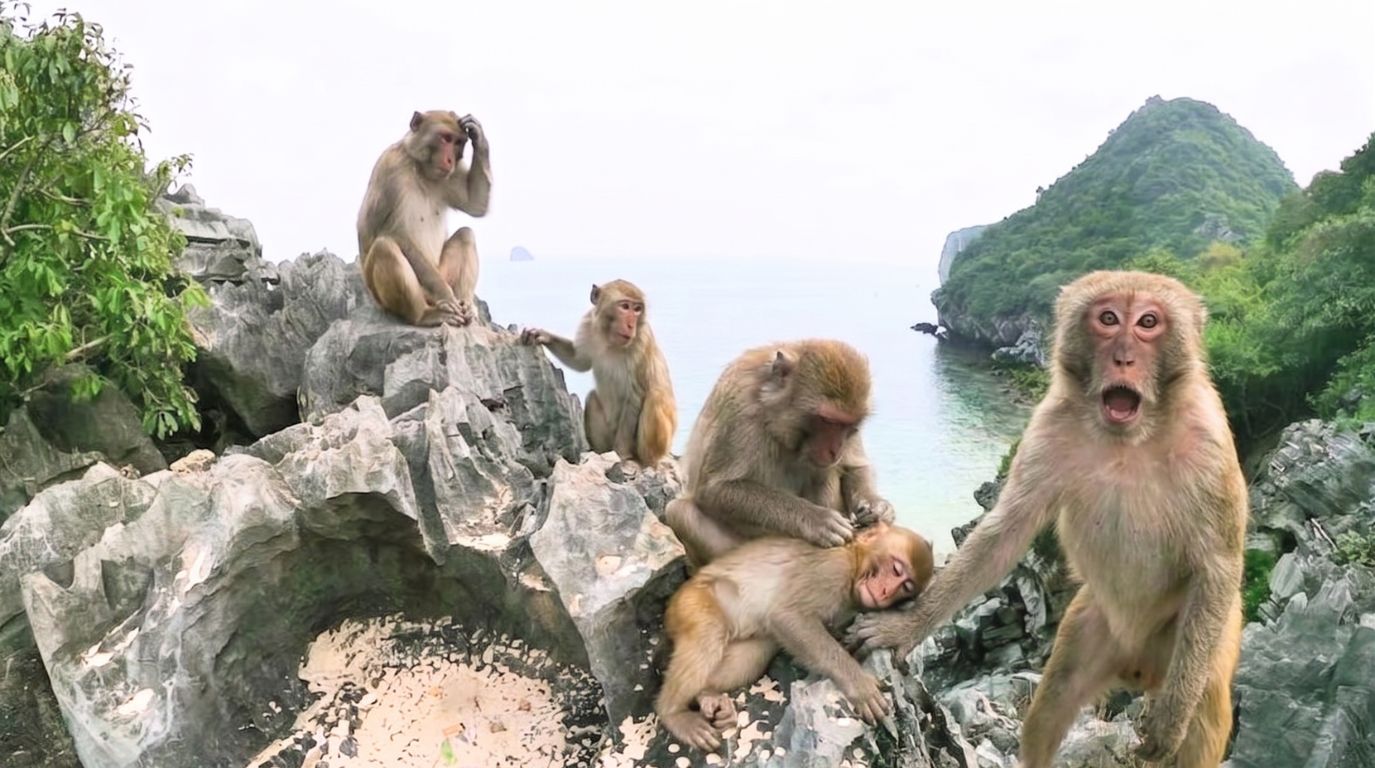 Wild macaques interacting on the rocky limestone cliffs of Monkey Island in Cat Ba