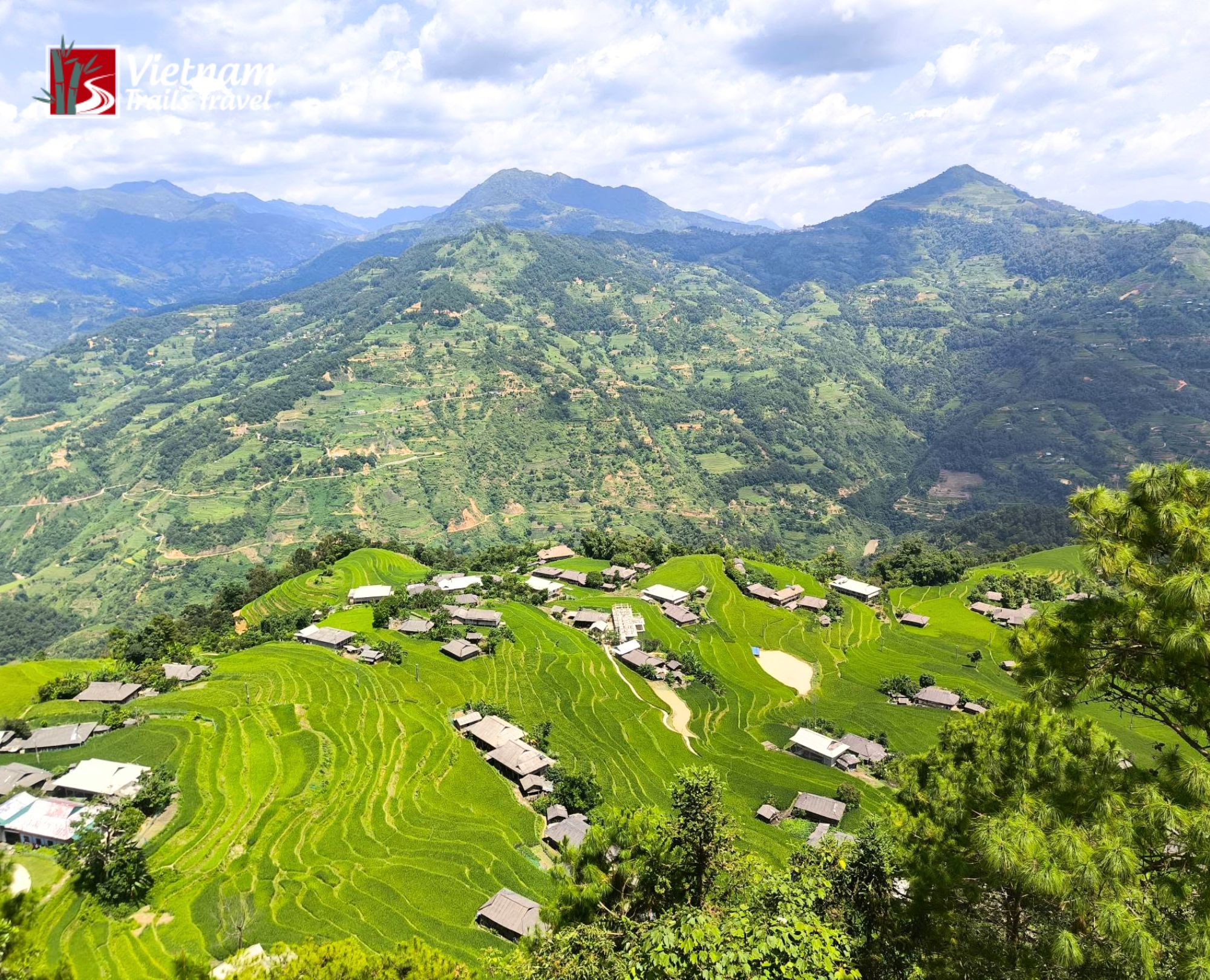 A sea of green Ban Phung rice terraces wraps the hillside, with pine trees standing guard over the valley