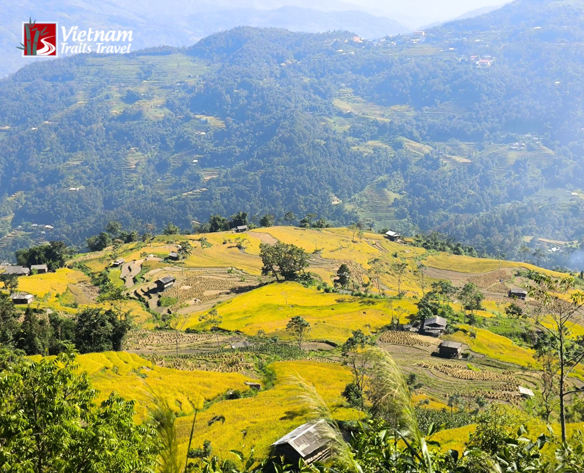 Bright yellow Hoang Su Phi rice terraces ready for harvest, set against layered green mountains