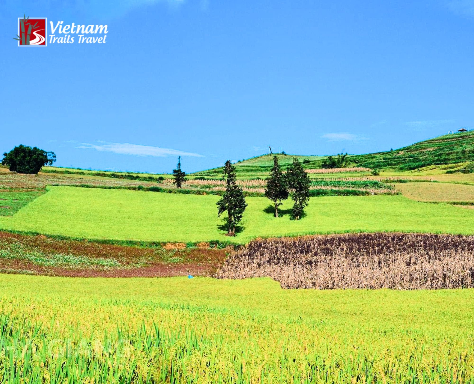 Looking out over the open fields of Suoi Thau Grassland with a few lone trees on the hillLooking out over the open fields of Suoi Thau Grassland with a few lone trees on the hill