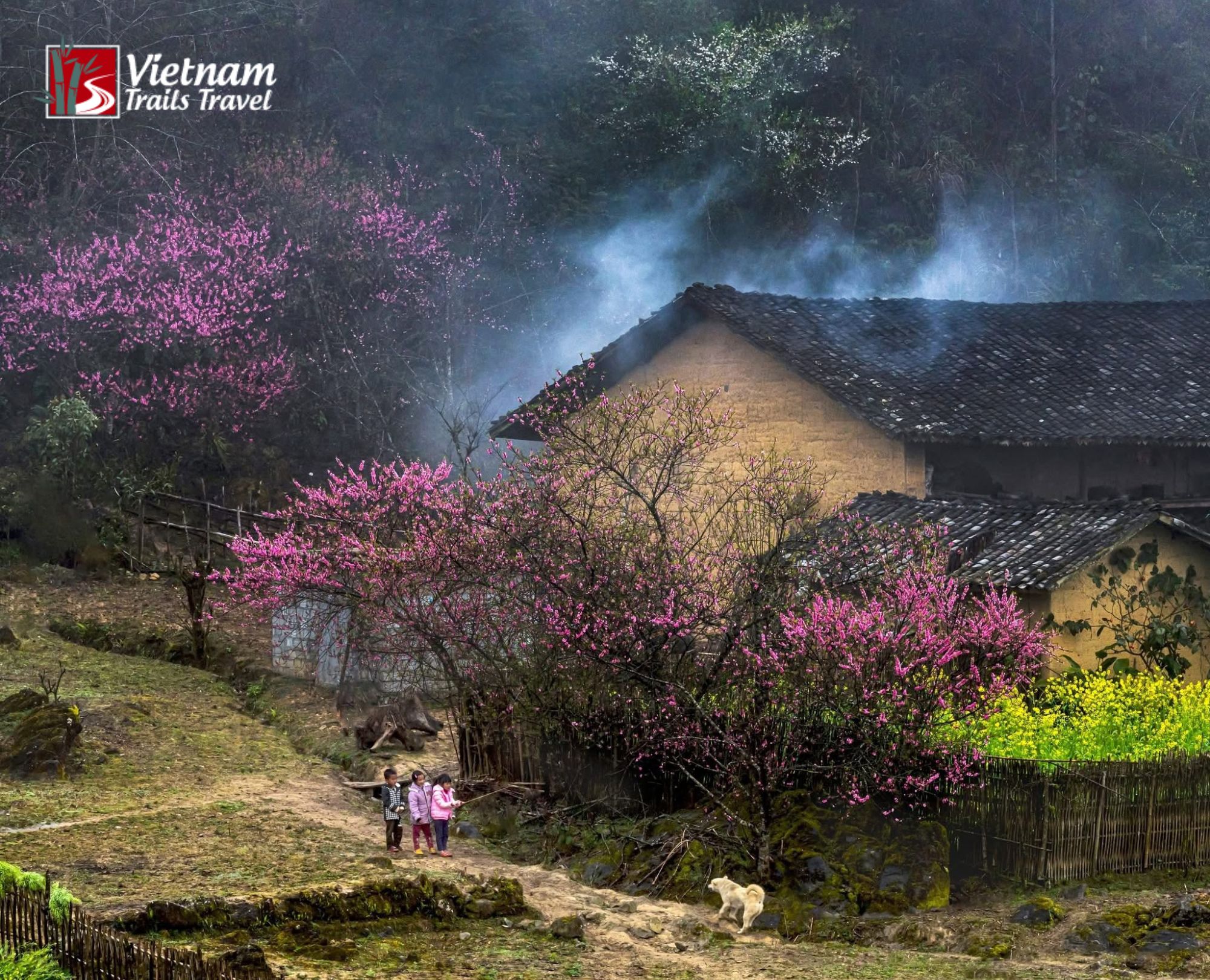 Peach blossom season in Quan Ba brings soft pink petals to the trees above a quiet village lane