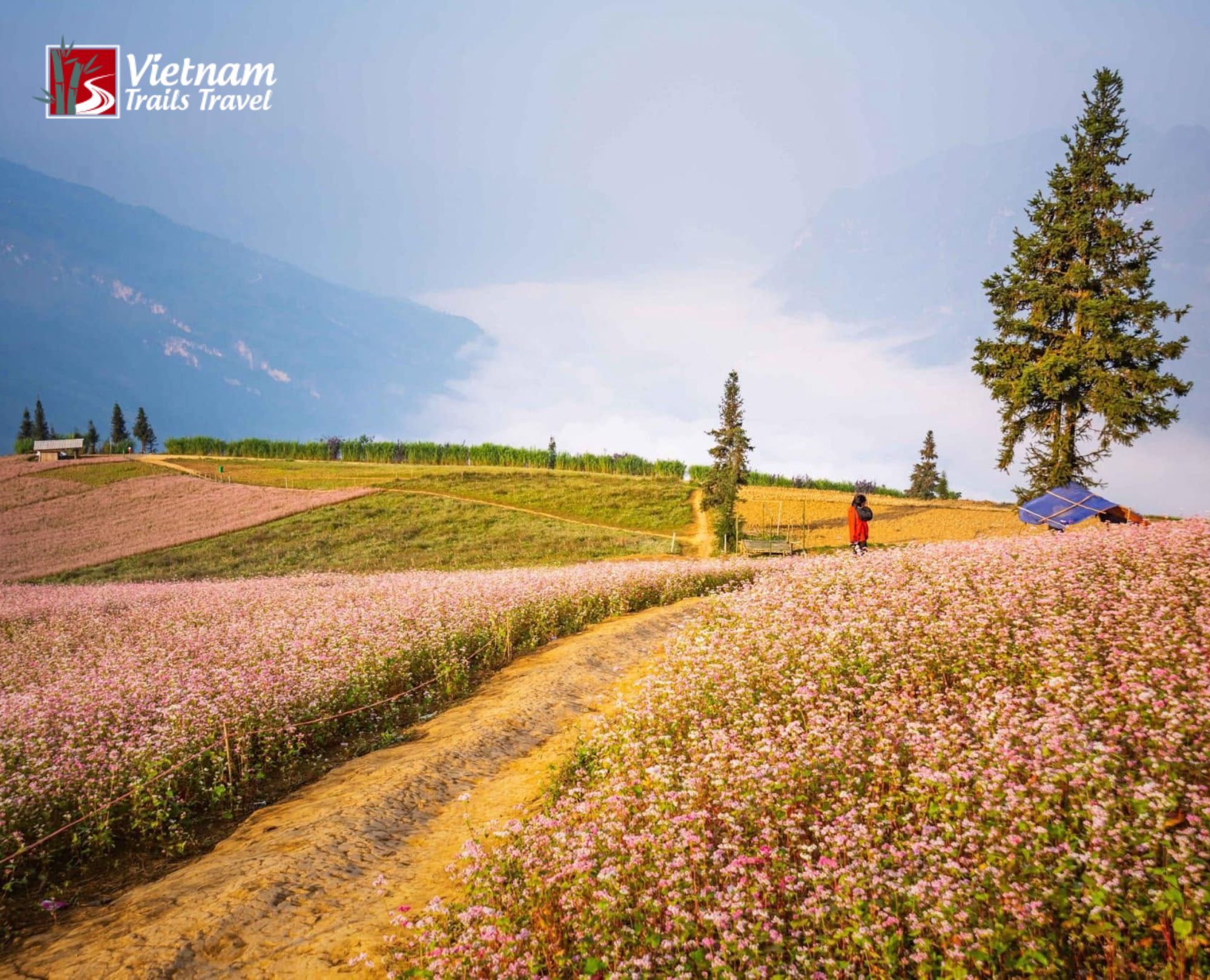 Pink buckwheat flowers blooming in Suoi Thau Grassland from October to December with a small dirt path leading through the fields
