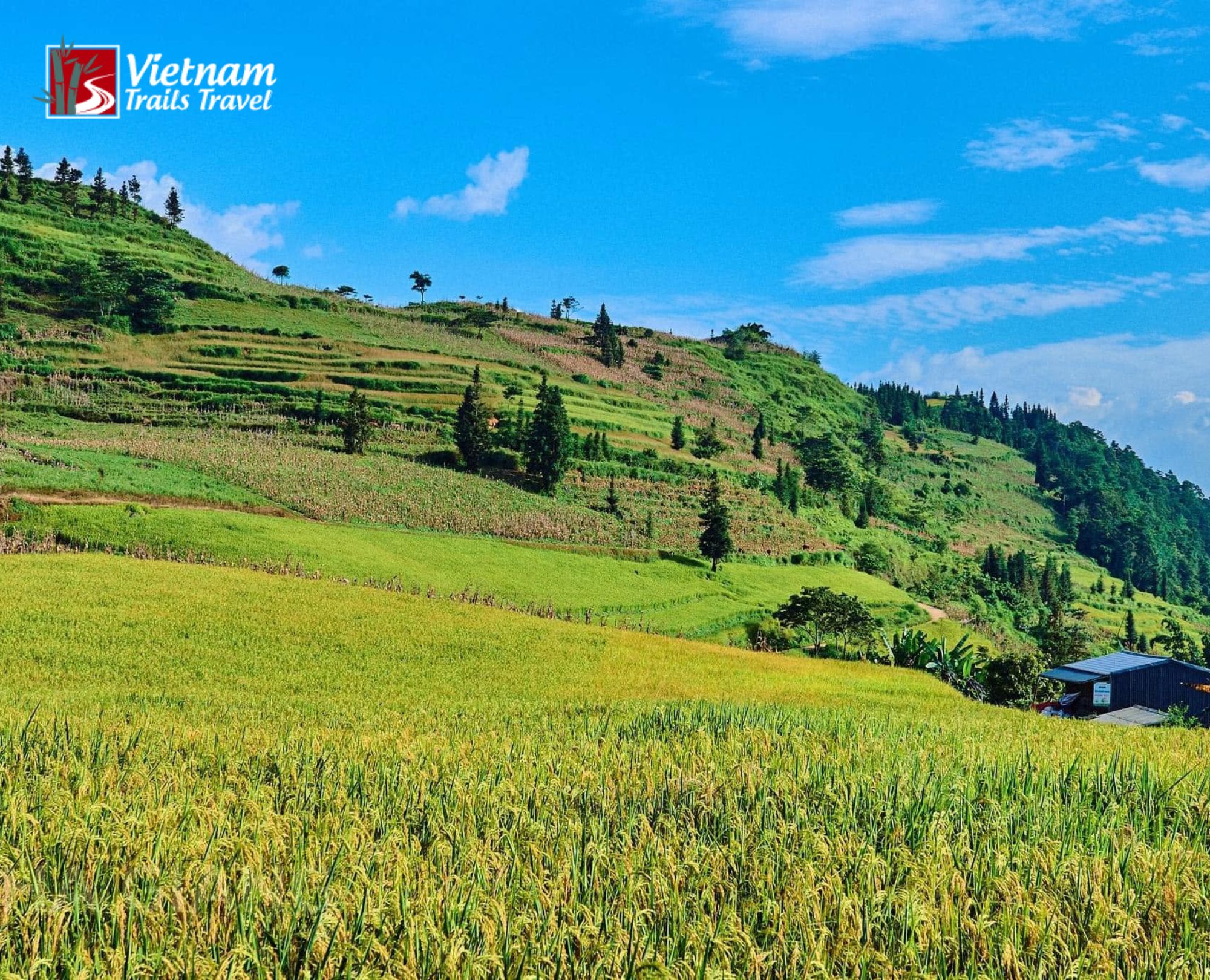 Scenic countryside view of ripe yellow rice paddies and hillside homes reflecting tourism development updates for 2027