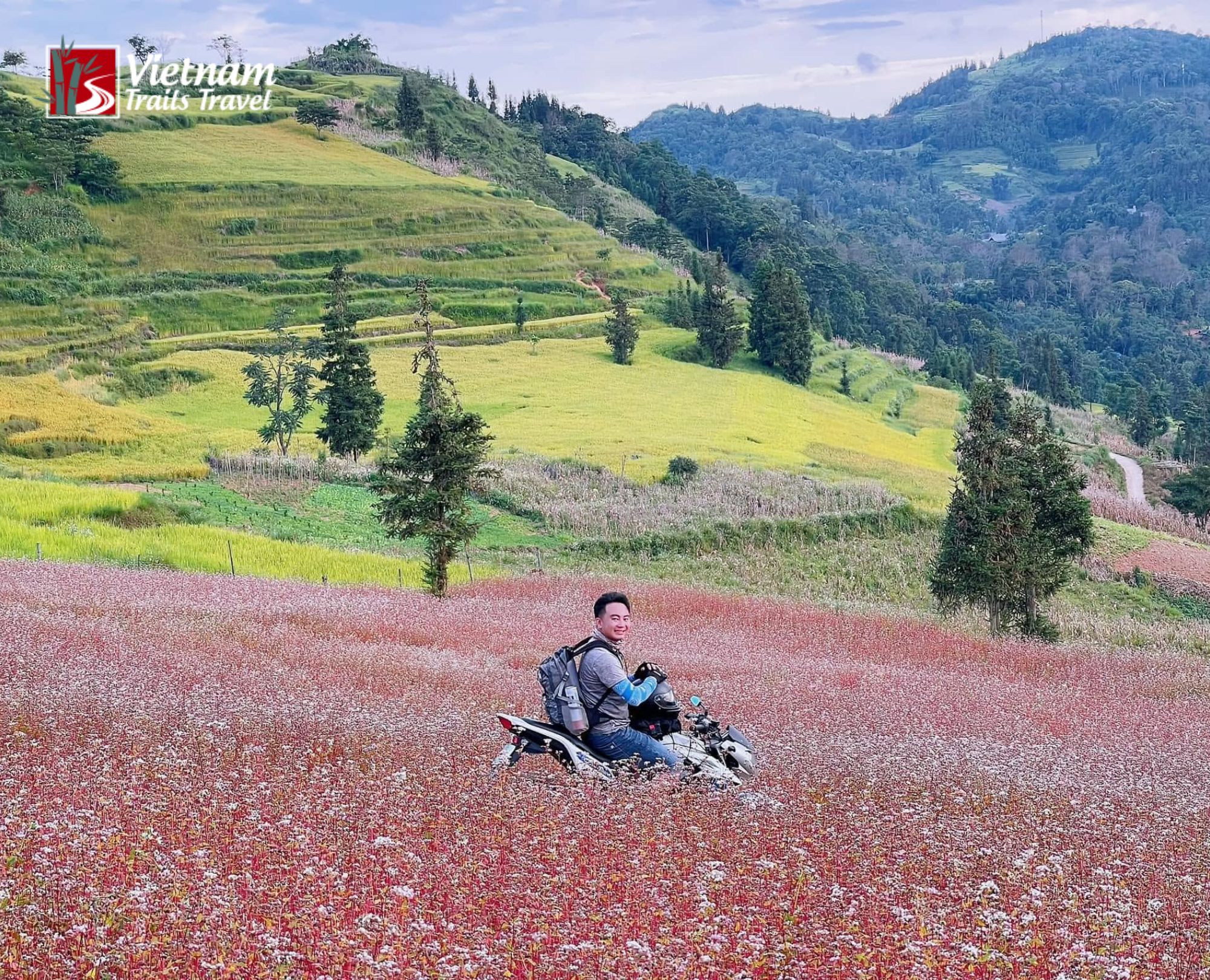 Traveler riding a motorbike through a pink buckwheat flower field while riding to the steppe on two wheels in Ha Giang