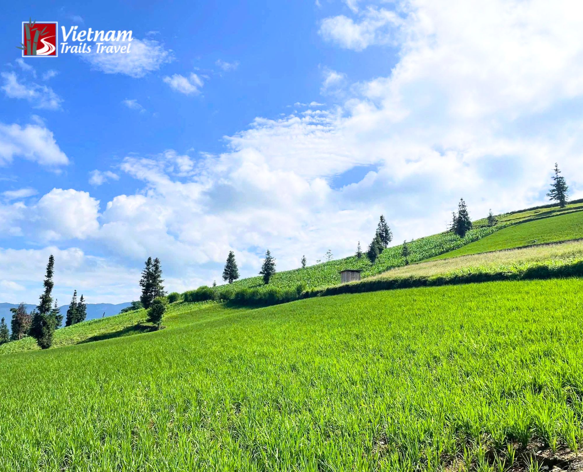 Vibrant summer view of Suoi Thau Grassland from May to August with bright green hills and scattered pine trees under a sunny blue sky